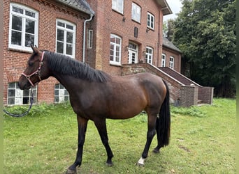 Holsteiner, Stute, 5 Jahre, 170 cm, Dunkelbrauner