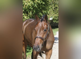 Holsteiner, Stute, 5 Jahre, 170 cm, Dunkelbrauner