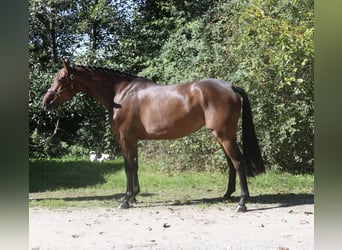 Holsteiner, Stute, 5 Jahre, 170 cm, Dunkelbrauner