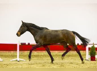 Holsteiner, Stute, 5 Jahre, 170 cm, Dunkelbrauner