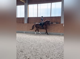 Holsteiner, Stute, 5 Jahre, 170 cm, Fuchs