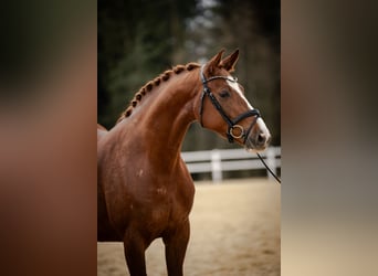 Holsteiner, Stute, 5 Jahre, 170 cm, Fuchs