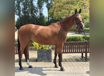 Holsteiner, Stute, 5 Jahre, 171 cm, Brauner