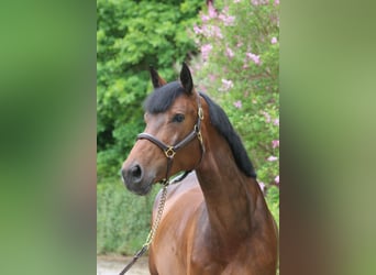 Holsteiner, Stute, 5 Jahre, 171 cm, Brauner