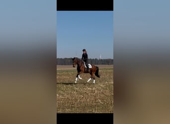 Holsteiner, Stute, 5 Jahre, 172 cm, Brauner