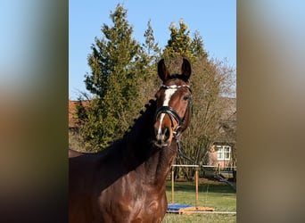 Holsteiner, Stute, 5 Jahre, 172 cm, Brauner