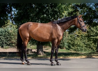 Holsteiner, Stute, 5 Jahre, 172 cm, Brauner
