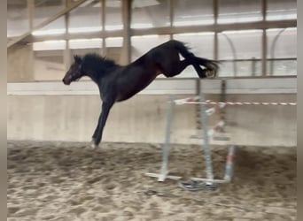 Holsteiner, Stute, 5 Jahre, 172 cm, Dunkelbrauner