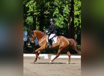 Holsteiner, Stute, 5 Jahre, 172 cm, Fuchs