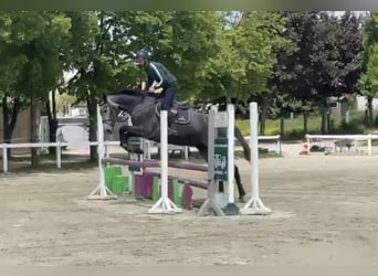 Holsteiner, Stute, 5 Jahre, 172 cm, Kann Schimmel werden