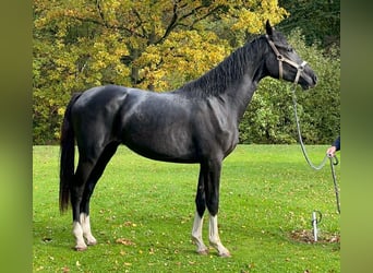 Holsteiner, Stute, 5 Jahre, 172 cm, Rappe