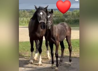 Holsteiner, Stute, 5 Jahre, 172 cm, Rappe