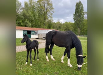 Holsteiner, Stute, 5 Jahre, 172 cm, Rappe