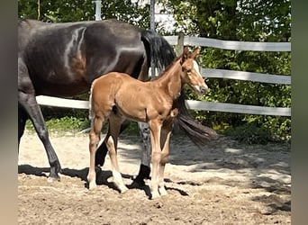 Holsteiner, Stute, 5 Jahre, 172 cm, Schwarzbrauner