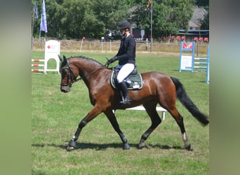 Holsteiner, Stute, 5 Jahre, 173 cm, Brauner