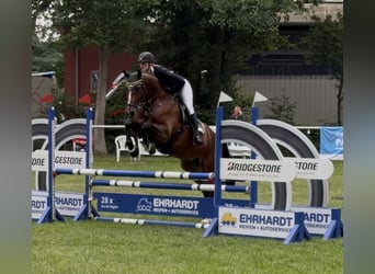 Holsteiner, Stute, 5 Jahre, 173 cm, Brauner