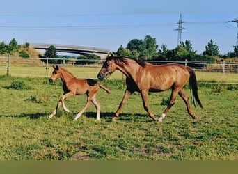 Holsteiner, Stute, 5 Jahre, 173 cm