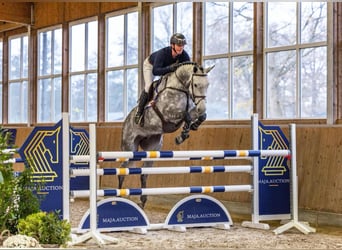 Holsteiner, Stute, 5 Jahre, 174 cm, Apfelschimmel