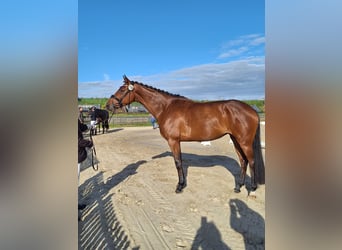 Holsteiner, Stute, 5 Jahre, 174 cm, Brauner