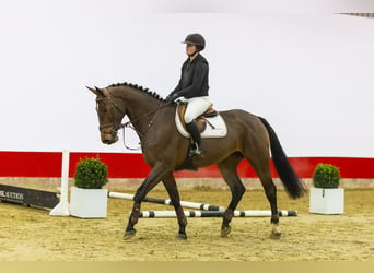 Holsteiner, Stute, 5 Jahre, 174 cm, Brauner