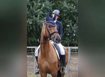 Holsteiner, Stute, 5 Jahre, 175 cm, Fuchs