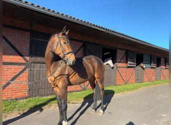 Holsteiner, Stute, 5 Jahre, 177 cm