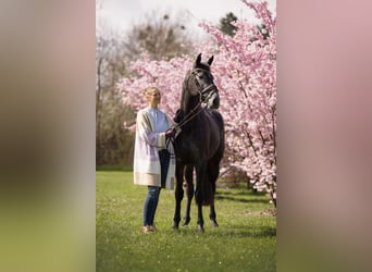 Holsteiner, Stute, 5 Jahre, 178 cm, Rappschimmel