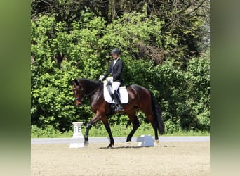 Holsteiner, Stute, 5 Jahre, Brauner