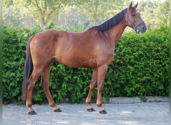 Holsteiner, Stute, 5 Jahre, Brauner