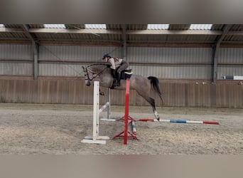 Holsteiner, Stute, 5 Jahre, Schimmel