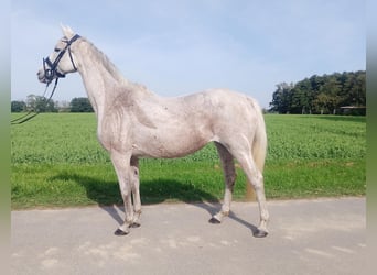 Holsteiner, Stute, 6 Jahre, 154 cm, Schimmel