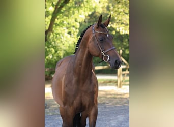 Holsteiner, Stute, 6 Jahre, 156 cm, Brauner