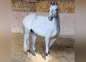 Holsteiner, Stute, 6 Jahre, 160 cm, Apfelschimmel