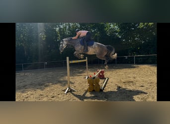Holsteiner, Stute, 6 Jahre, 160 cm, Apfelschimmel