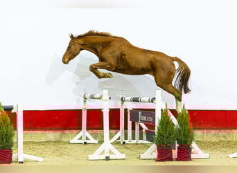 Holsteiner, Stute, 6 Jahre, 161 cm, Fuchs