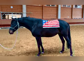 Holsteiner Mix, Stute, 6 Jahre, 163 cm, Brauner