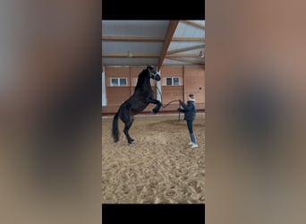 Holsteiner Mix, Stute, 6 Jahre, 163 cm, Brauner