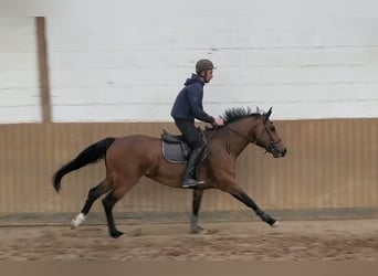 Holsteiner, Stute, 6 Jahre, 163 cm, Brauner