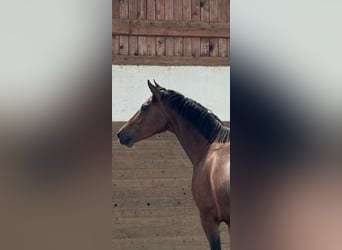 Holsteiner, Stute, 6 Jahre, 163 cm, Brauner