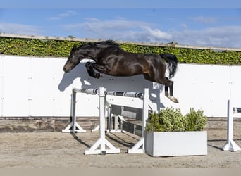 Holsteiner, Stute, 6 Jahre, 163 cm, Dunkelbrauner