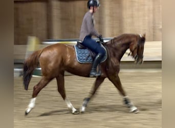 Holsteiner, Stute, 6 Jahre, 163 cm, Fuchs