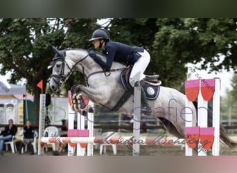 Holsteiner, Stute, 6 Jahre, 163 cm