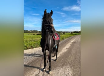 Holsteiner Mix, Stute, 6 Jahre, 164 cm, Brauner