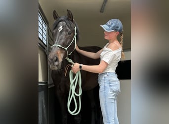 Holsteiner Mix, Stute, 6 Jahre, 164 cm, Brauner