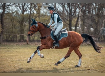 Holsteiner, Stute, 6 Jahre, 164 cm, Brauner