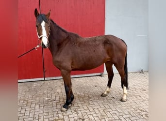 Holsteiner, Stute, 6 Jahre, 164 cm, Brauner