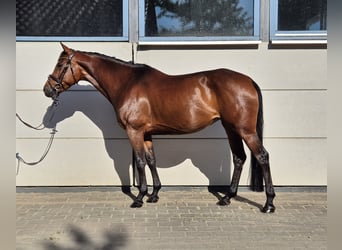 Holsteiner, Stute, 6 Jahre, 164 cm, Dunkelbrauner