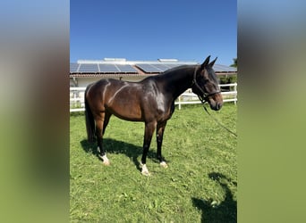 Holsteiner, Stute, 6 Jahre, 164 cm, Dunkelbrauner