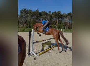 Holsteiner, Stute, 6 Jahre, 164 cm, Fuchs