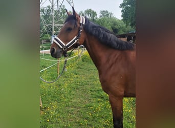 Holsteiner, Stute, 6 Jahre, 165 cm, Brauner